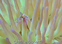Spotted cleaner surrounded by its home. by Mike Bisnett 